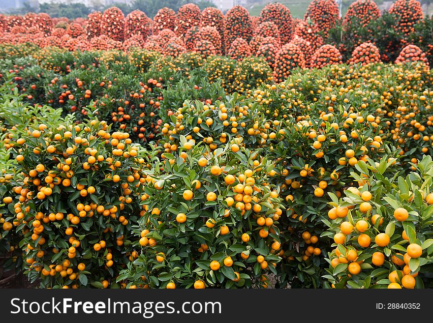 Many Citru trees in Chinese new year flower market