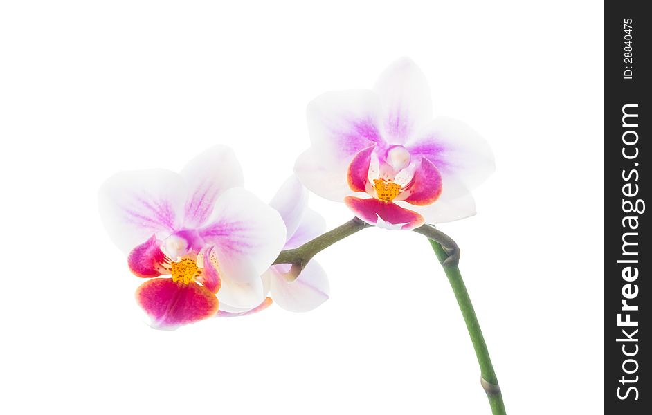 Orchid Isolated On White