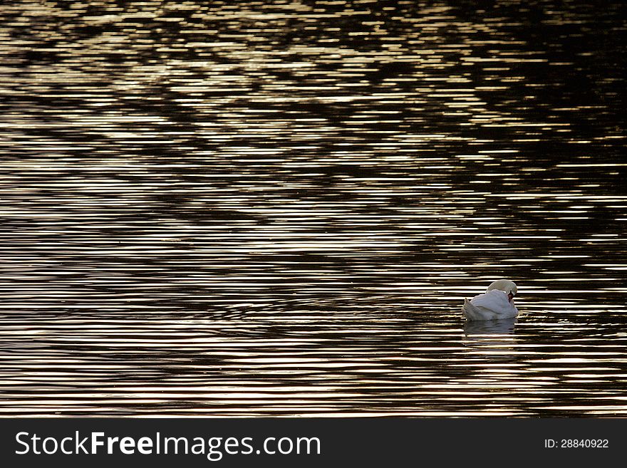 Swan alone on a lake at sunset