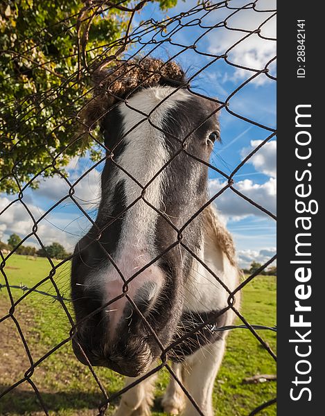 Distorted head of a pony behind wire fencing