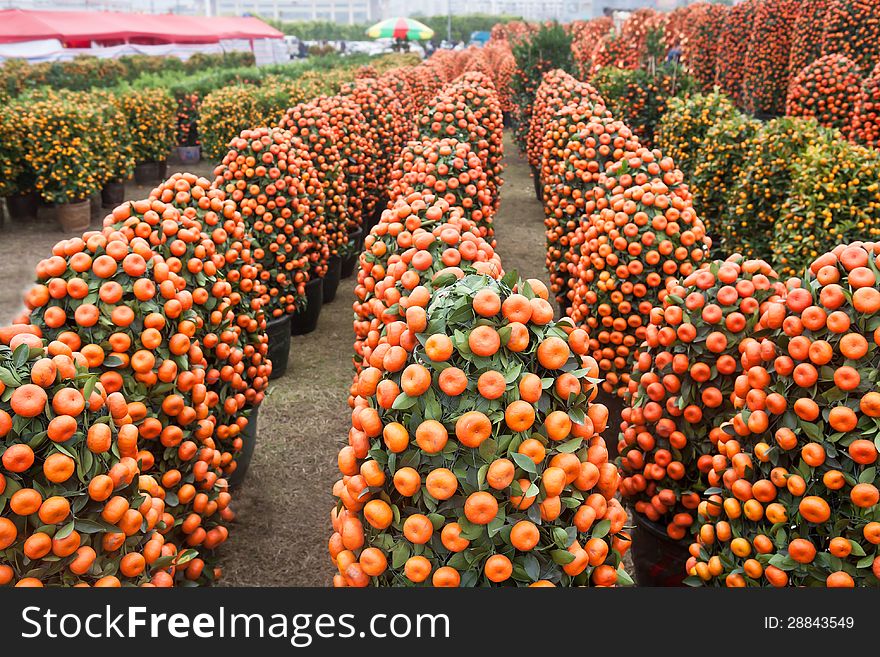 Many Chinese new year plant-citrus fruit and mandarin orange in flower market. Many Chinese new year plant-citrus fruit and mandarin orange in flower market