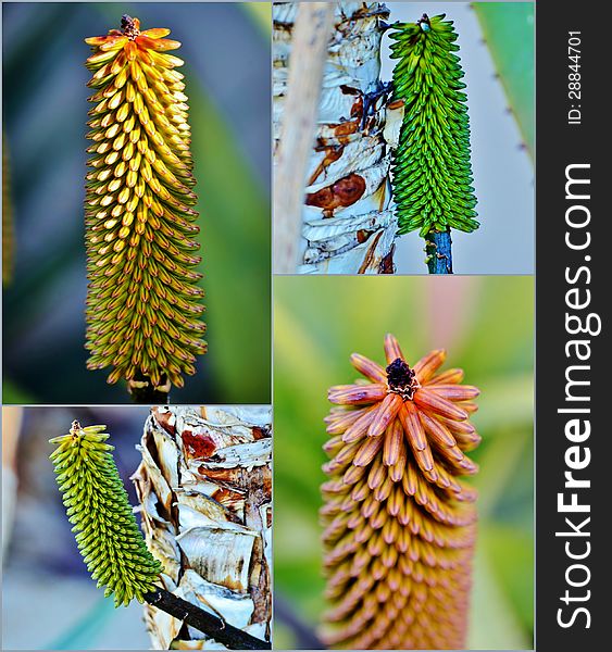 Aloe vera flower buds