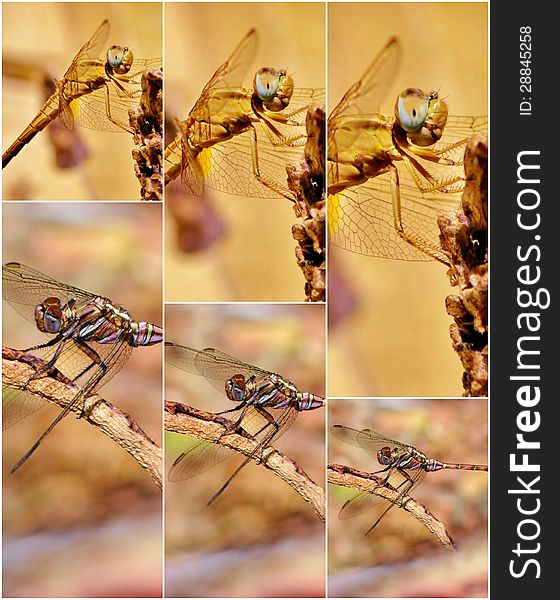 Collage of Dragonfly on Lavender
