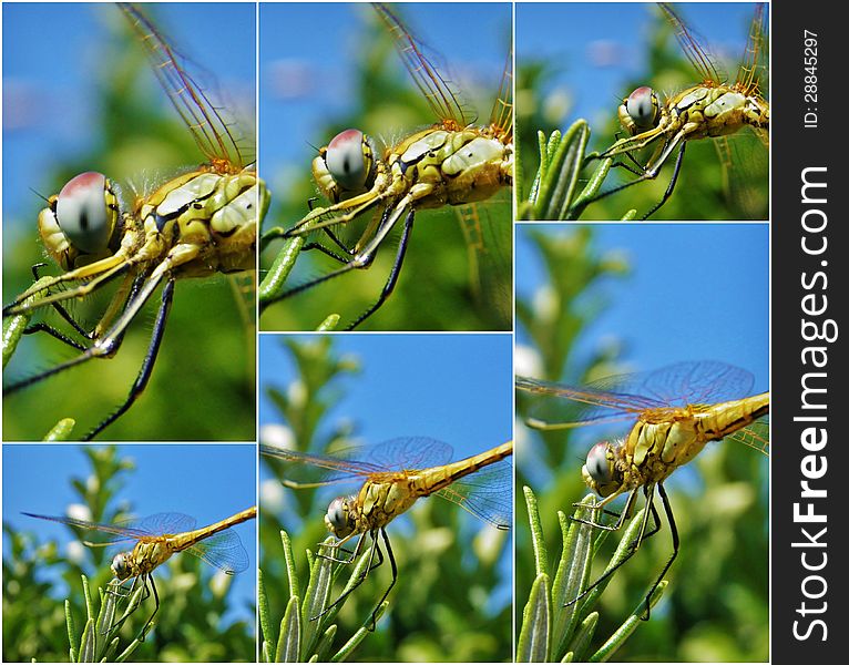 Collage of Dragonfly on Lavender