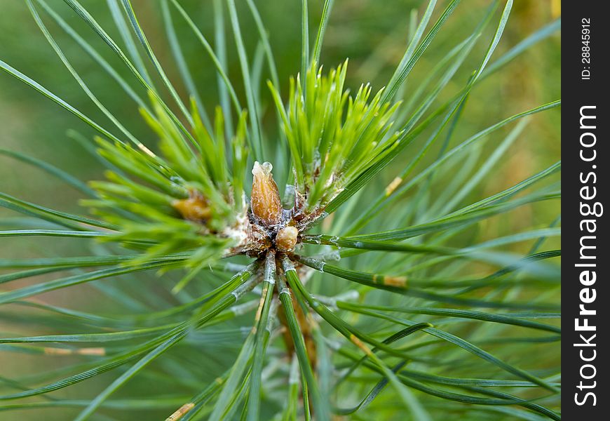 Young fir needles with seed in springtime