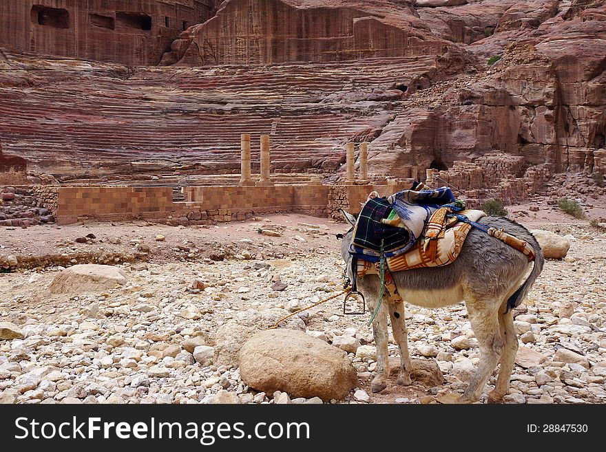 Donkey waiting for his master in Petra amphitheatre. Donkey waiting for his master in Petra amphitheatre.