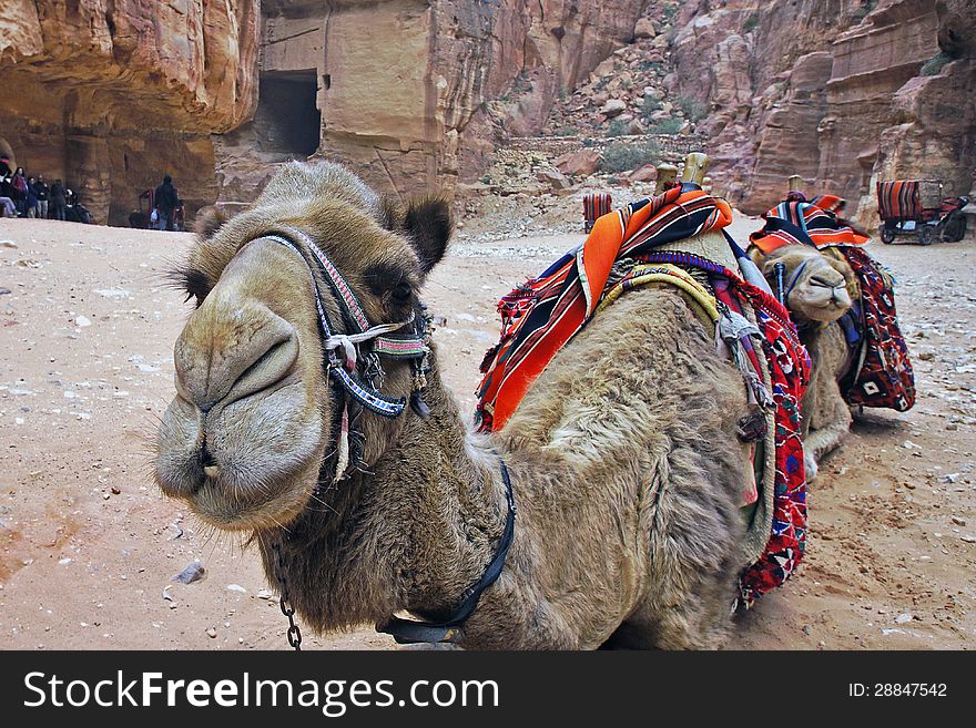 Camels in Petra waiting for tourists. Camels in Petra waiting for tourists