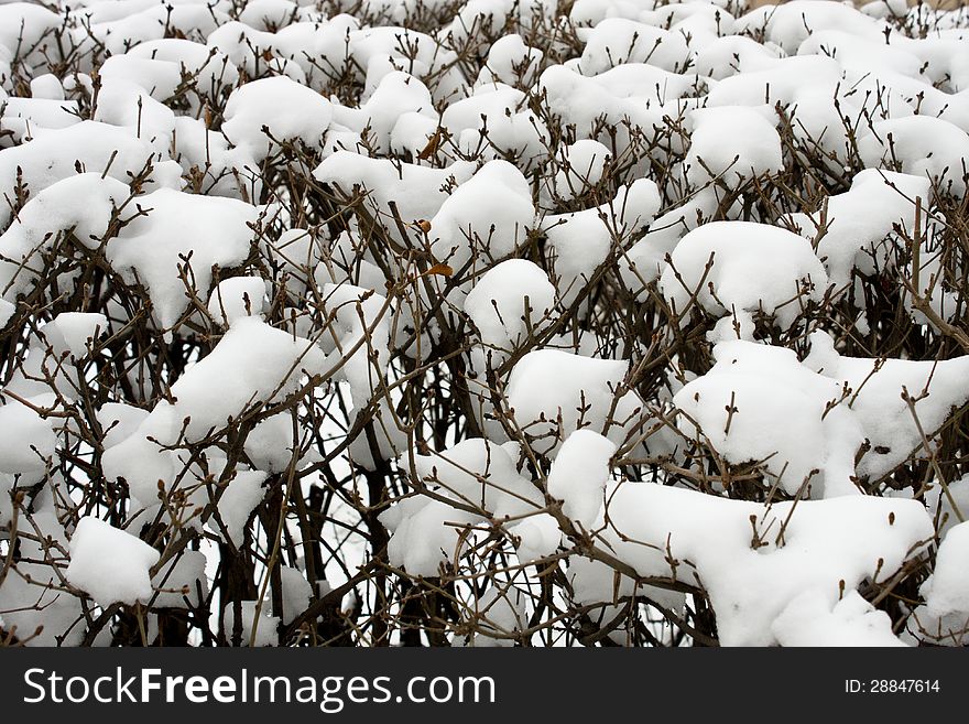 Winter background. branches in the snow.