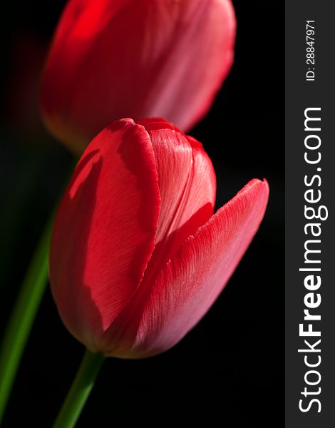 Close up of two red tulips. Close up of two red tulips