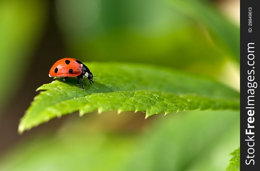 7 Spot Red Ladybird on a Green Leaf