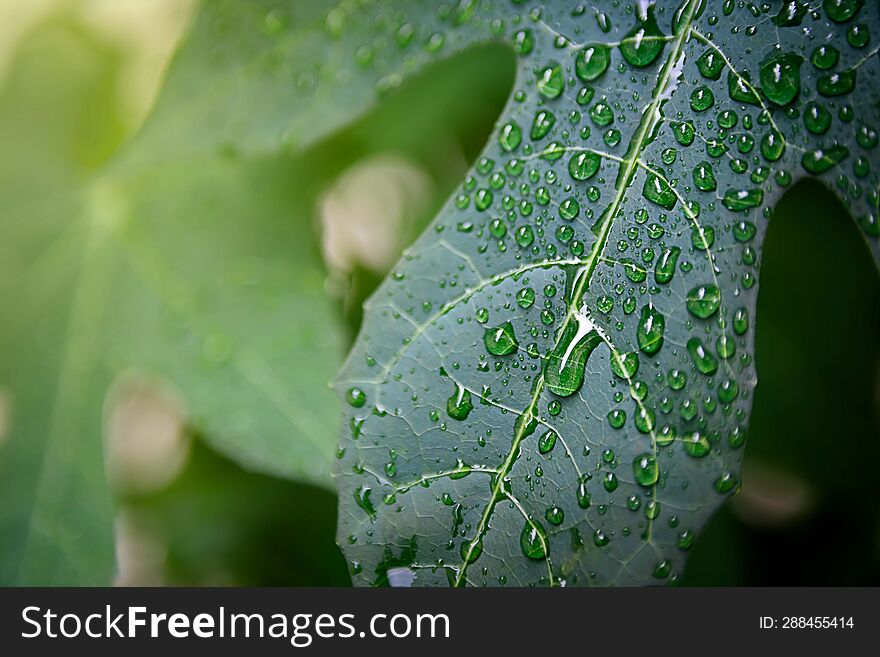 Raindrops On Chaya Leaves With Unique Pattern, Close-up