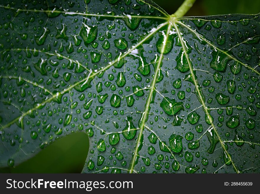 raindrops on Chaya Spinash leaves with their characteristic pattern