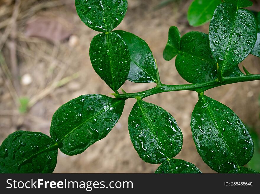 Kaffir Lime Leaves, Spices For Cooking Such As Thai Food, Tom Yum Kung