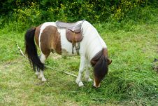 Pony Stock Photos