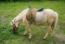 Pony Royalty Free Stock Photo