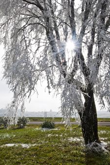 Tree With Frost Laced Branches And Sunburst Royalty Free Stock Photo