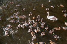Ducks And Swans Stock Image