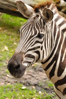 Zebra Stock Images Zebra Stock Images