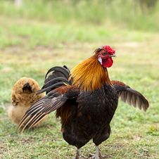 Male Cockerel Rooster On Guard With Hen Royalty Free Stock Photos Male Cockerel Rooster On Guard With Hen Royalty Free Stock Photos