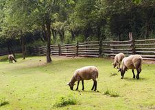 Sheep Grazing Stock Photography