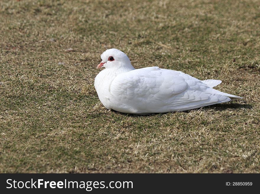 white pigeon on grass,amoy city,china