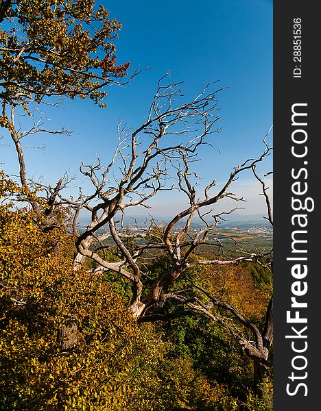 Dry tree with blue sky