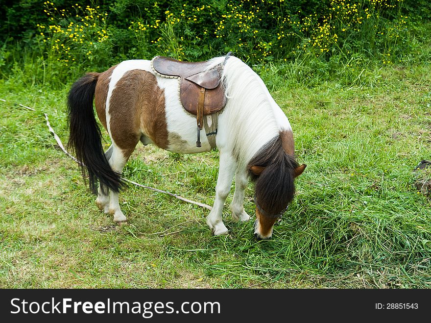 Pony standing on the green grass