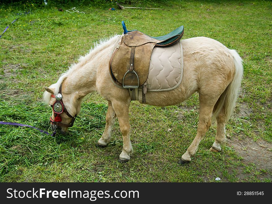 Pony standing on the green grass