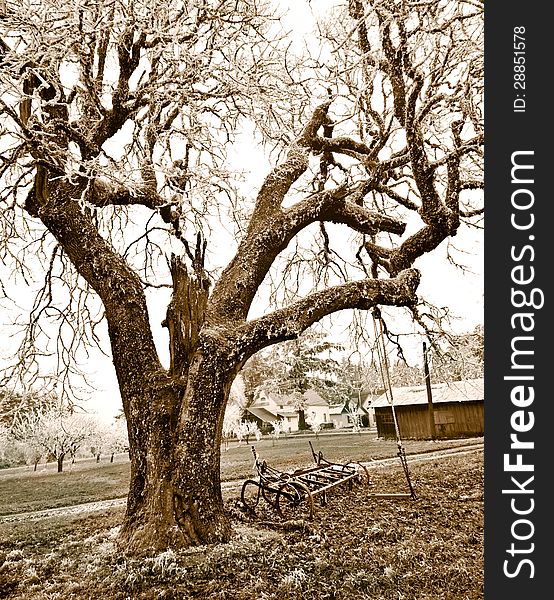 Large Tree on Country Farm in Sepia Tones