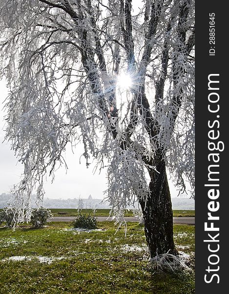 Tree With Frost Laced Branches And Sunburst