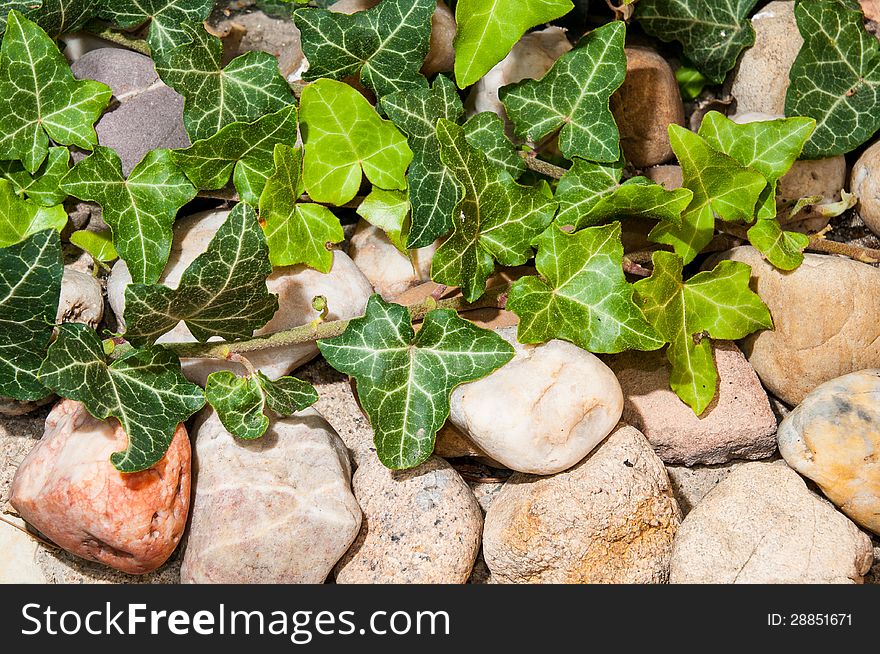 Ivy on the stones with young leaves