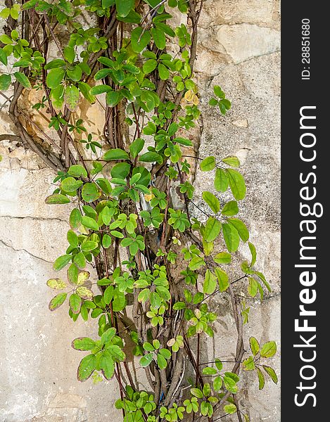 Green plant on the stone wall