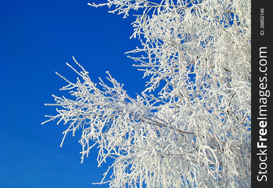 The Frost is on the branches of a tree. The Frost is on the branches of a tree
