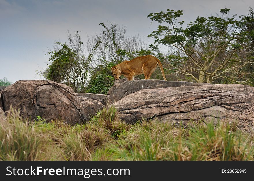 Large Female Lion climbing on rocks. Large Female Lion climbing on rocks