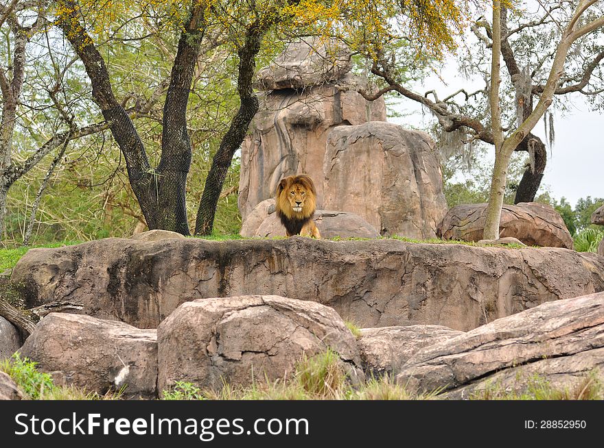 Large Male Lion climbing on rocks