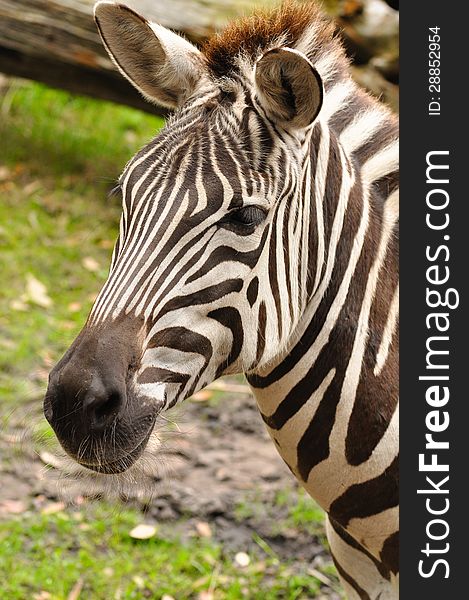 Close up of a Zebra with nose, eyes and ears in view