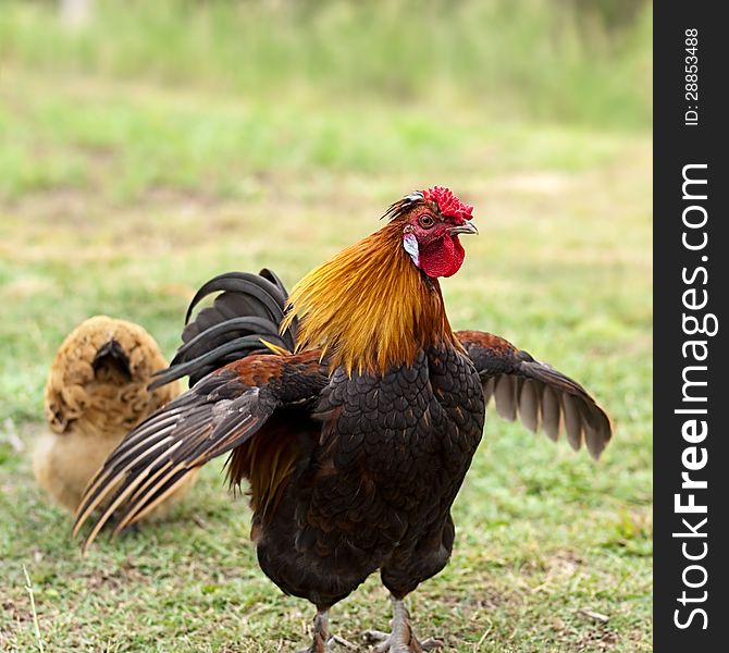 Cockerel male bantam rooster on guard protects female hen looking for food on grassy farm land. Cockerel male bantam rooster on guard protects female hen looking for food on grassy farm land