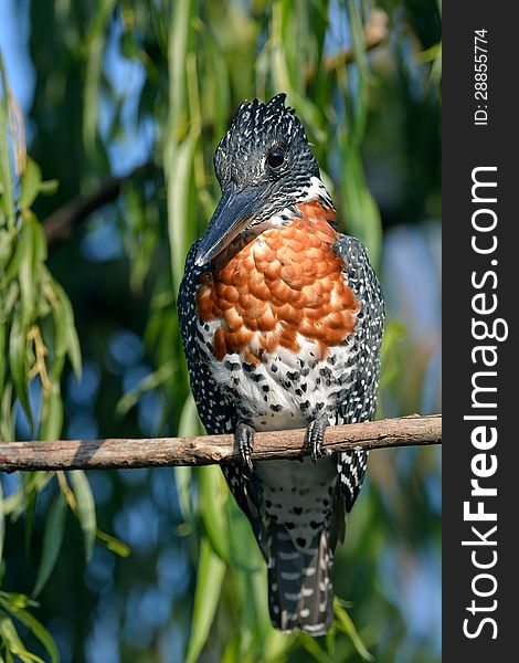 Giant Kingfisher on branch in afternoon sun