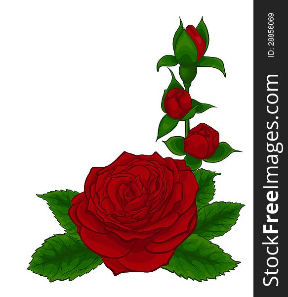 Beautiful bouquet of red roses, decorative floral design element, isolated on white. Beautiful bouquet of red roses, decorative floral design element, isolated on white