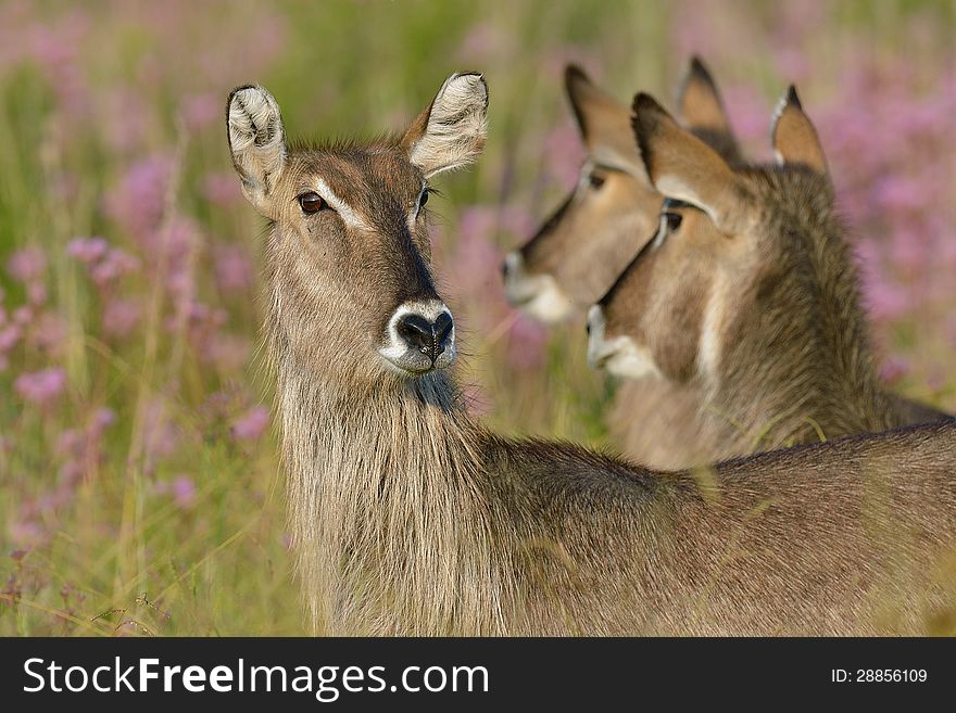 Waterbuck group staring in nature reserve