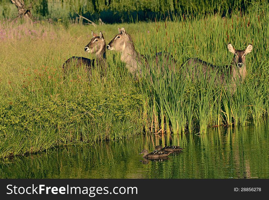 Waterbuck group staring at water in nature reserve