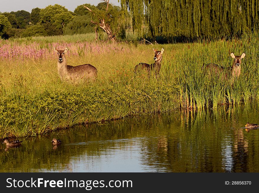 Waterbuck group staring at water in nature reserve