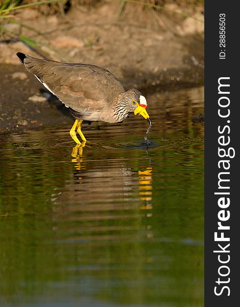 African Wattled Lapwing