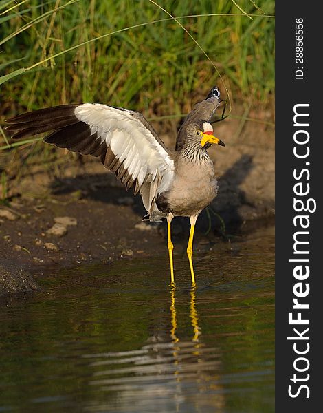 African Wattled lapwing clapping wings