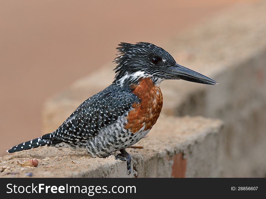 Giant Kingfisher in afternoon sun