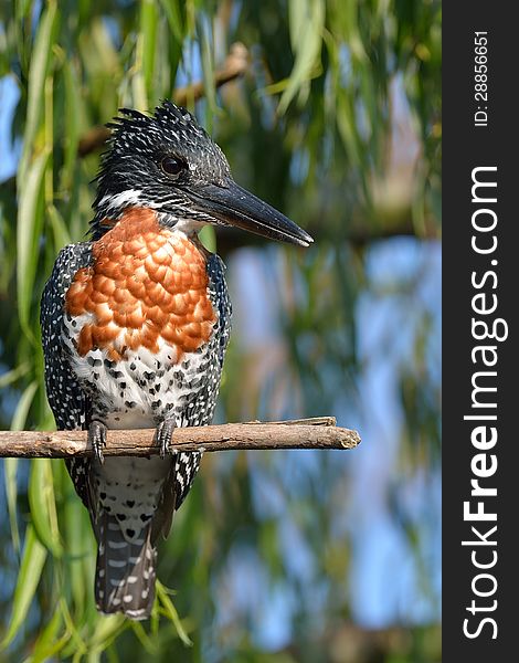 Giant Kingfisher on branch in afternoon sun