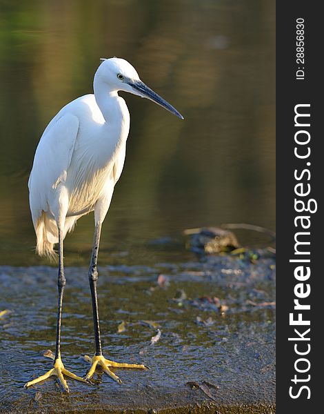 Little Egret at waterhole staring