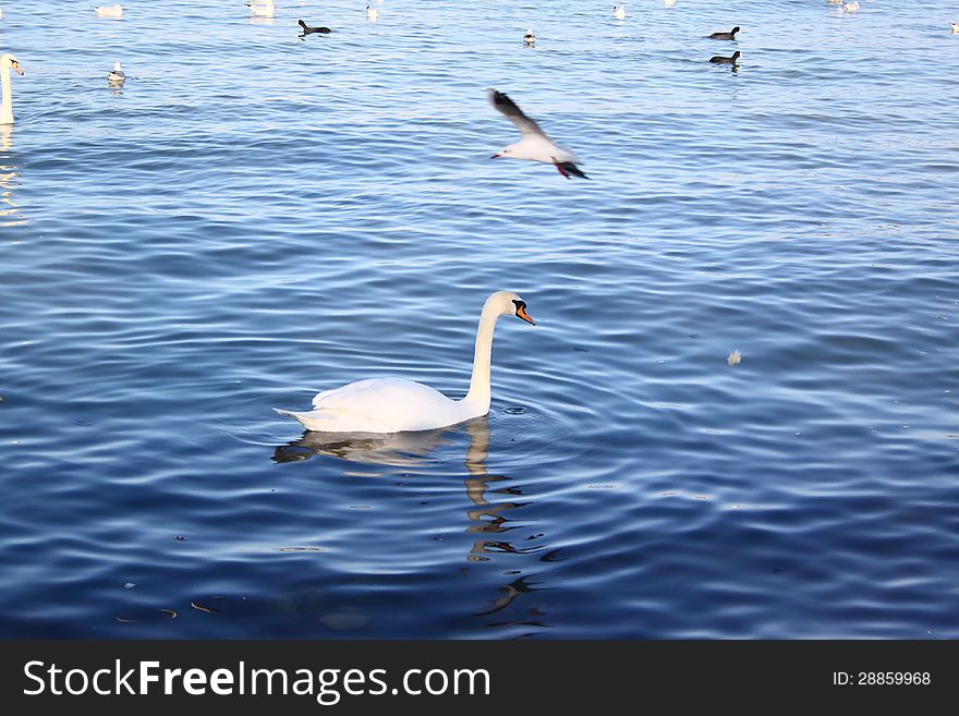 Swans and ducks float in sea water. Winter sunny day. Citizens and children feed up birds. Birds with pleasure accept an entertainment. Swans and ducks float in sea water. Winter sunny day. Citizens and children feed up birds. Birds with pleasure accept an entertainment.