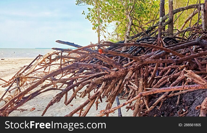 Appearance of mangrove tree roots on the beach which are abrasion & x28 eroded coastal soil& x29  due to sea water.