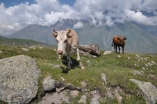 Grazing Cows In The Mountains Of Georgia. Stock Photography Grazing Cows In The Mountains Of Georgia. Stock Photography